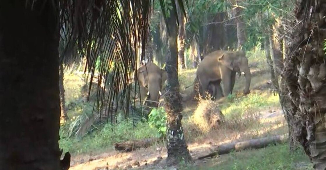 The wild elephants were spotted at the oil palm plantations in the Thumboormuzhi area on the Chalakkudy-Athirappilly road. Photo: Manorama News