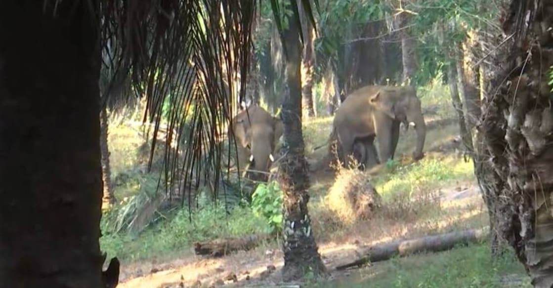elephant-chalakkudy The wild elephants were spotted at the oil palm plantations in the Thumboormuzhi area on the Chalakkudy-Athirappilly road. Photo: Manorama News