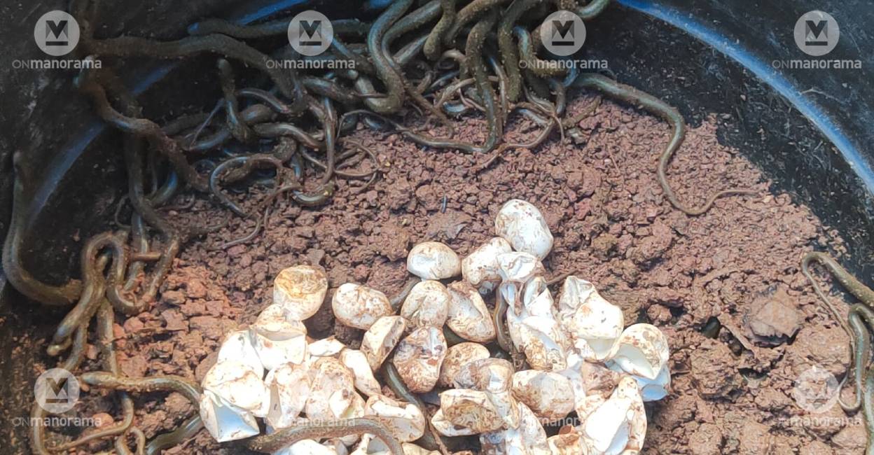 snakelets-c snakelets-c