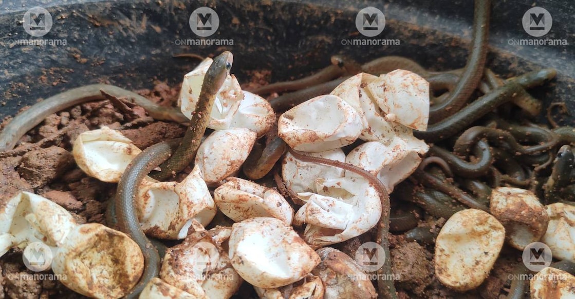 snkaelets-kannur 47 snakes will be released in the mangrove biome in Kannur. Photo: Special Arrangement