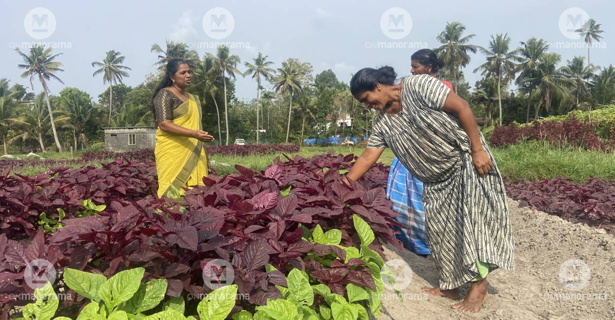 Panchayat President Sinimol along with farmers. Photo: Special Arrangement