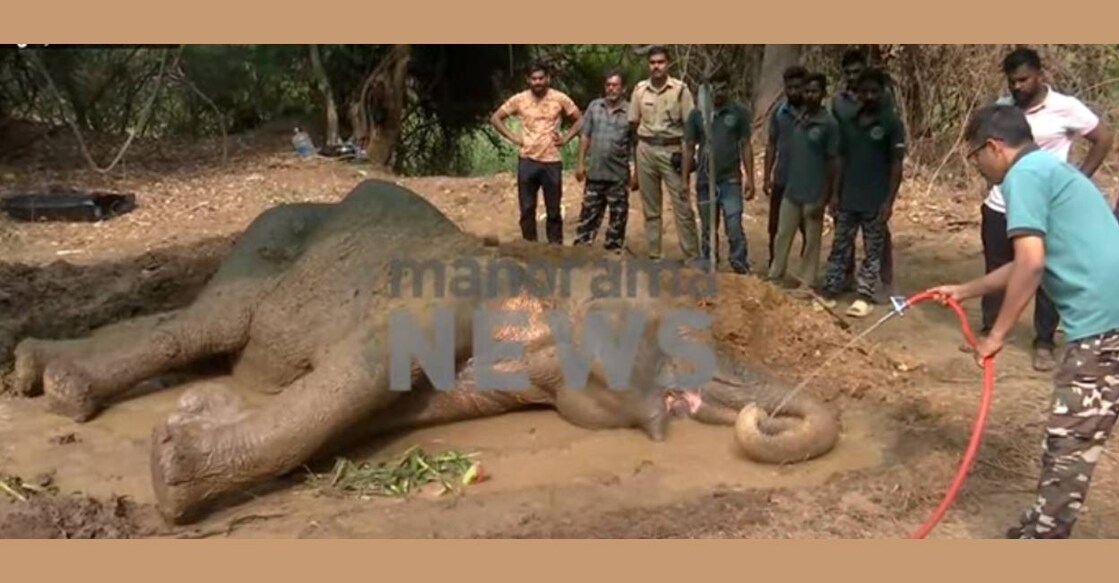 Forest officials said that the elephant's back leg was severely injured, preventing it from standing up. Photo: Screengrab/ Manorama News. 