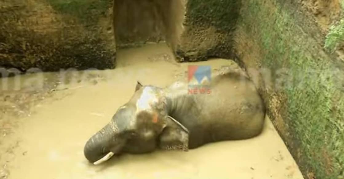 kothamangalam-elephant-ls