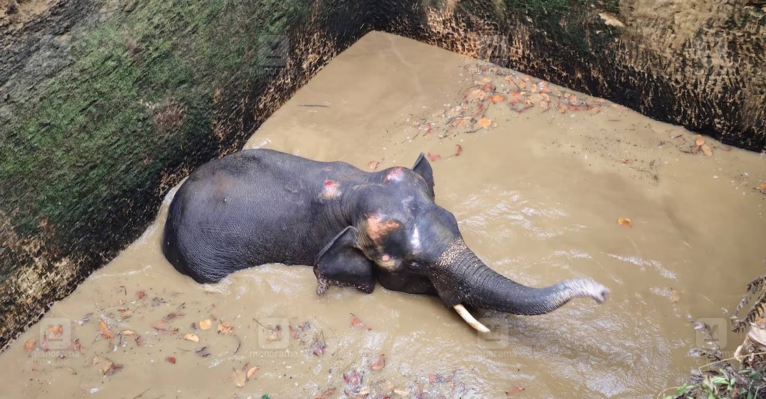 kothamangalam-elephant-well Elephant trapped in well. Photo: Manorama