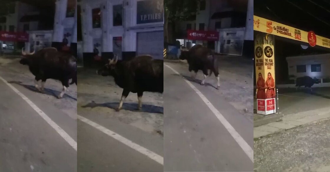 Surrounded by vast plantations, gaurs, deers and wild boar are regularly seen crossing the National Highway 766.