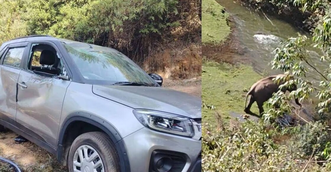 Residents of the area were told that the elephants were causing severe disturbance.