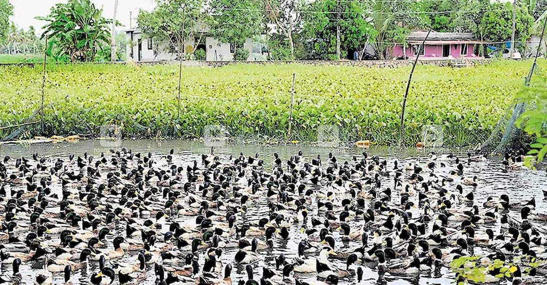 Authorities have initiated plans to cull all farm birds within a one-kilometre radius of the affected area. Photo: File/ Manorama Online.