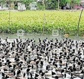 Culling at three places in Alappuzha where bird flu was confirmed 