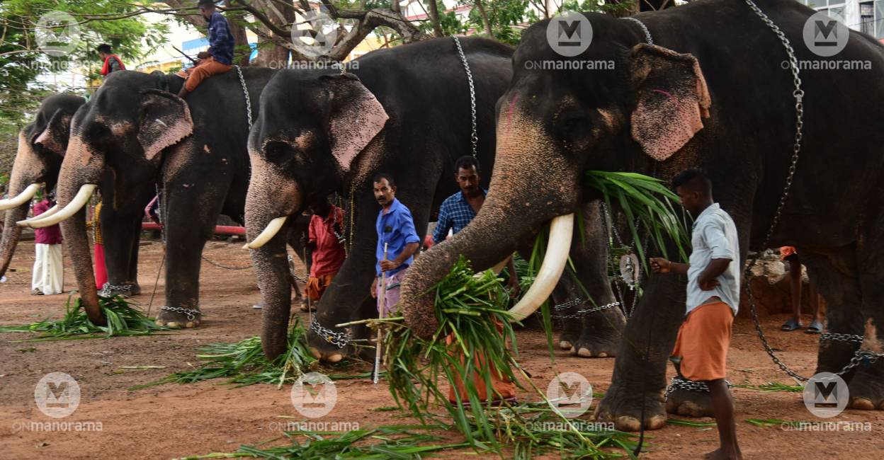Thrissur Pooram: Forest dept to scrap order on reverification of elephants' fitness certificate