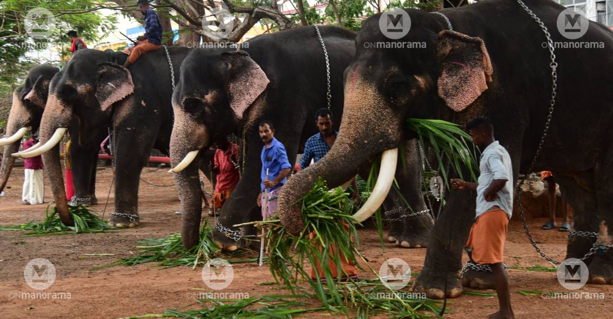 elephants-thrissur Representational Image: Manorama