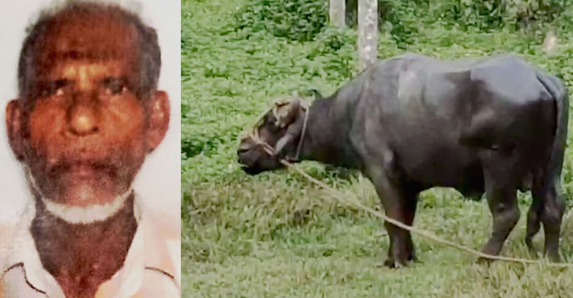 Pallikkanty Hassain (72) was attacked by his buffalo. Photos: Special arrangement