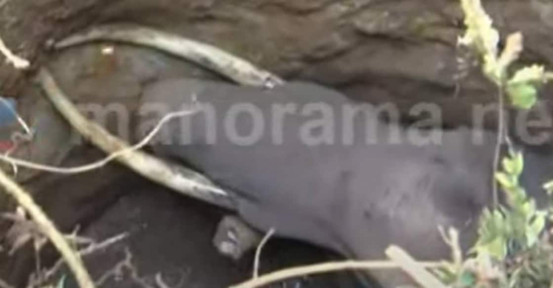 Surendran, the property owner, spotted the animal around 1 am and informed forest department officials. Screengrab/Manorama News. 