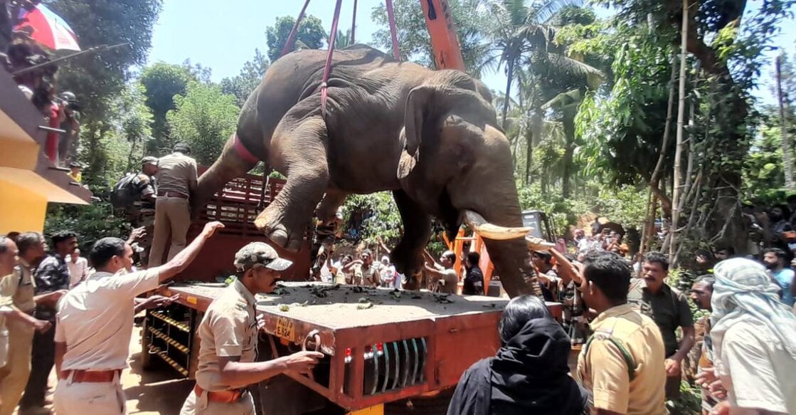 Forest officials take carcass of the tusker using a crane for postmortem. Photo: Special arrangement