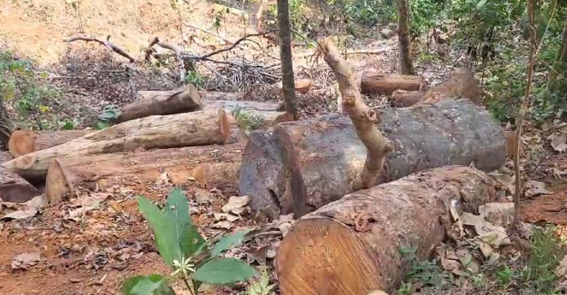 Neethu, with more than 12 years of service in the forest department, was suspended on April 18. Photo: Special arrangement. 