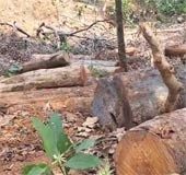 Sugandhagiri tree felling: Forest dept reinstates woman range officer