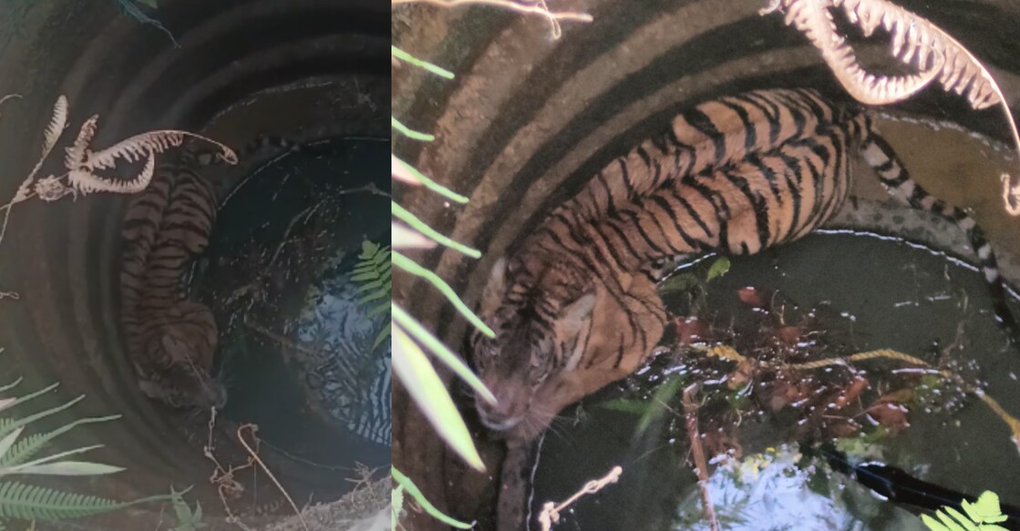 House owner Kakkanad Sreenath was in for a frightening sight in the morning as he found a tiger in the well. Photo: Special arrangement. 