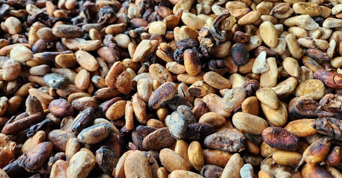 Before Easter, the price of dry cocoa reached Rs 750. Photo: Special arrangement. 
