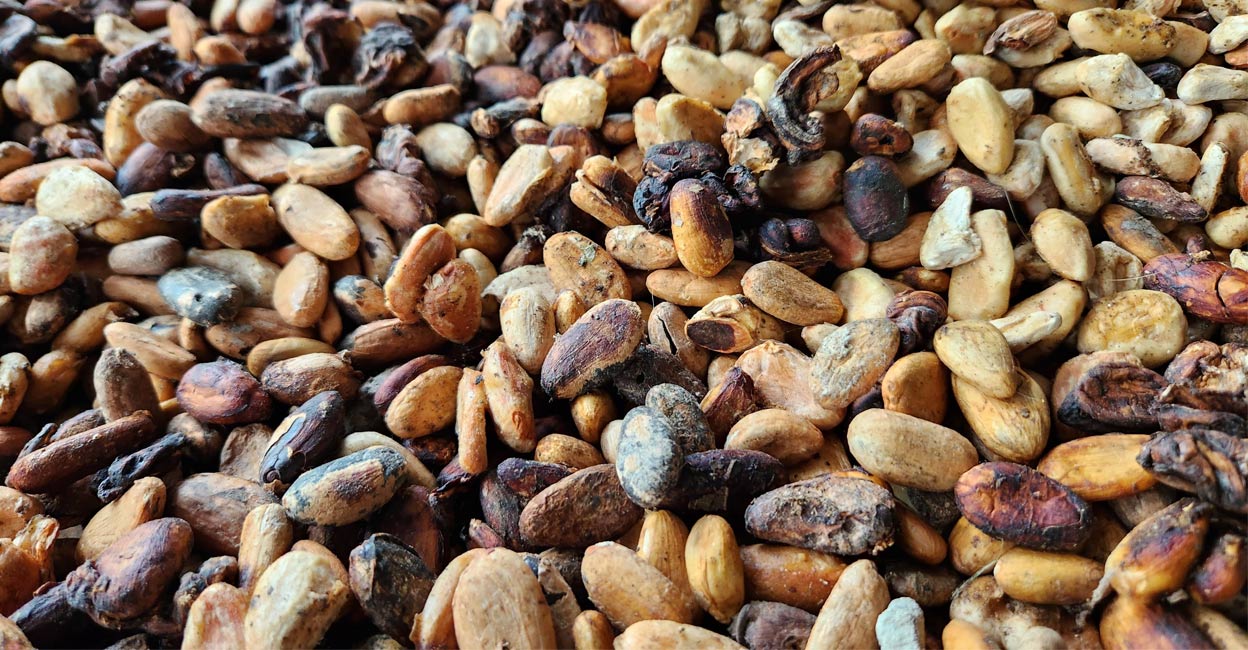 Before Easter, the price of dry cocoa reached Rs 750. Photo: Special arrangement. 
