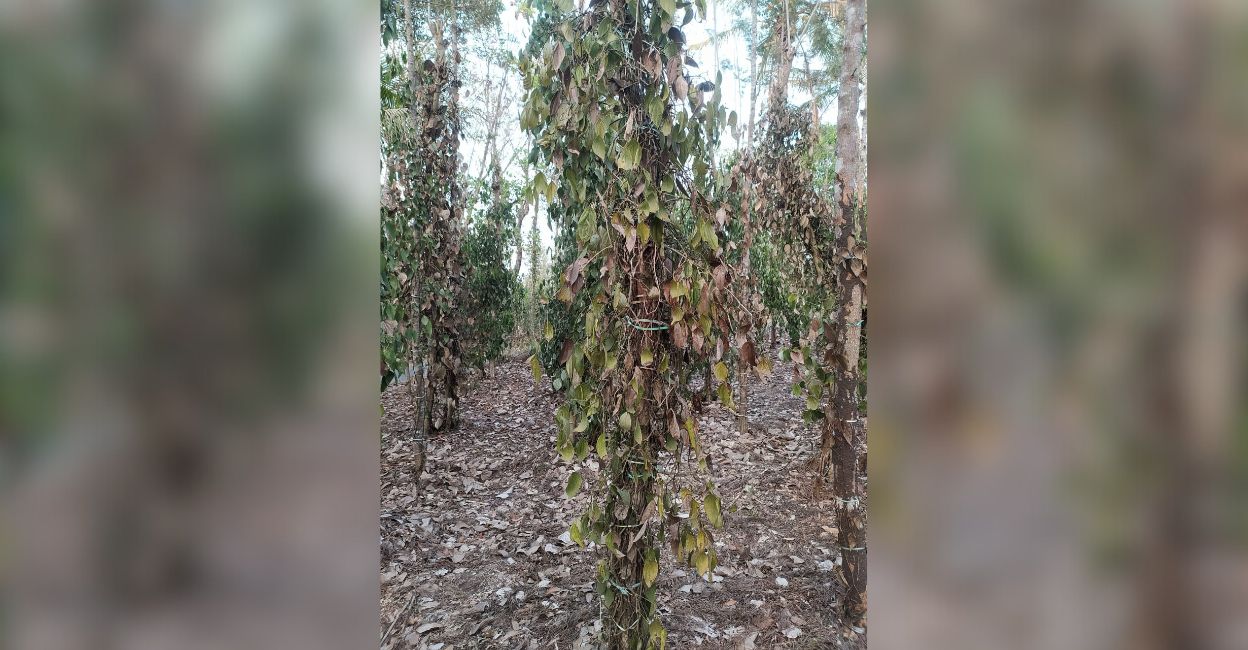 wayanad-farmer-2 Wilted pepper wines at Channothukolly. Photo: Special Arrangement