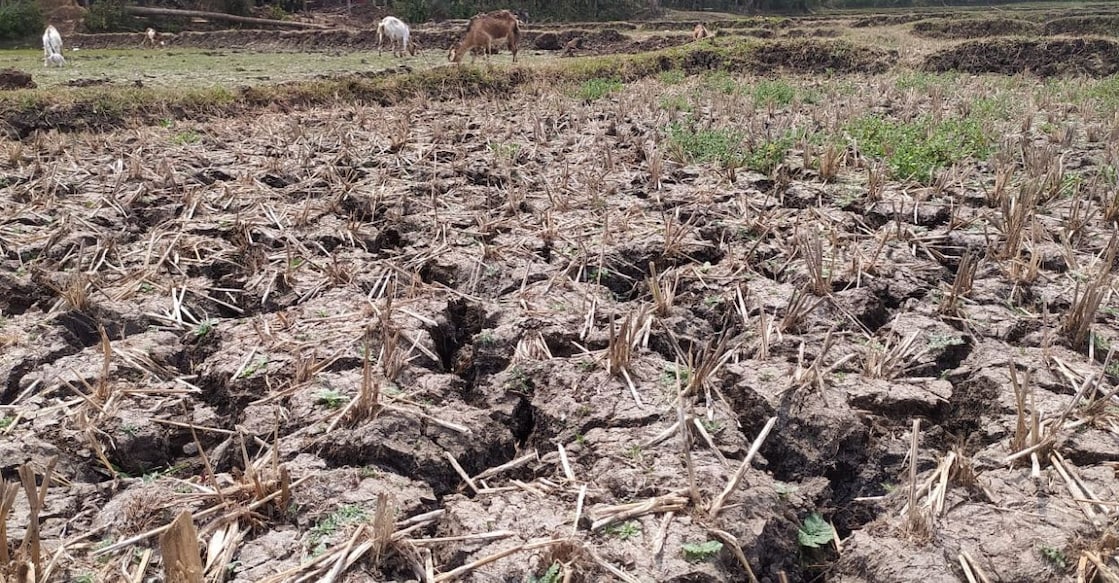 Drought-hit paddy field with cracks at Marakkadavu, Pulppalli. Photo: Special Arrangement