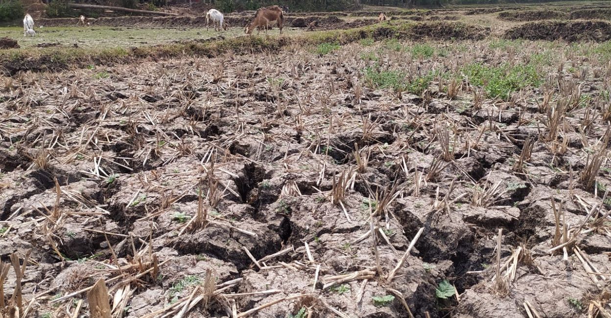 Drought-hit paddy field with cracks at Marakkadavu, Pulppalli. Photo: Special Arrangement