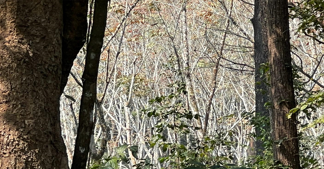 The proposed land is part of Sankarankode enclosure which is surrounded by new Amarambalam Reserve Forests and part of Nilambur Elephant Reserve. Photo: Special correspondent.