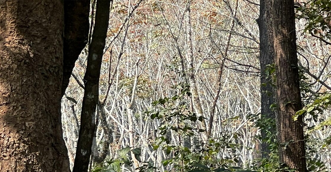 The proposed land is part of Sankarankode enclosure which is surrounded by new Amarambalam Reserve Forests and part of Nilambur Elephant Reserve. Photo: Special correspondent.