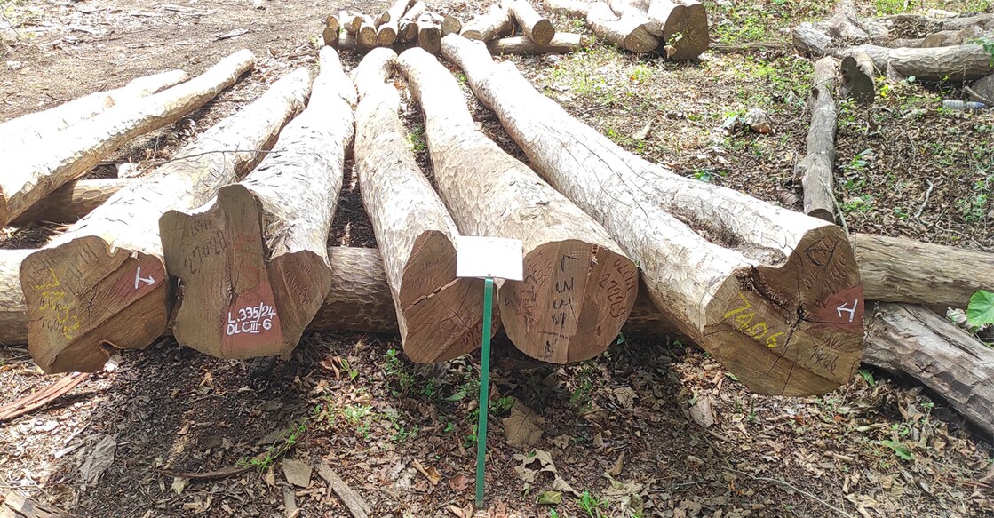 These tree trunks were arranged in 29 lots depending on their size. Photo: Special arrangement.