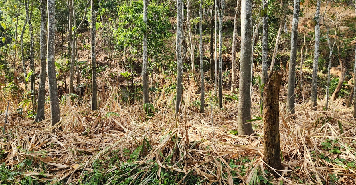 cardamom field cardamom field