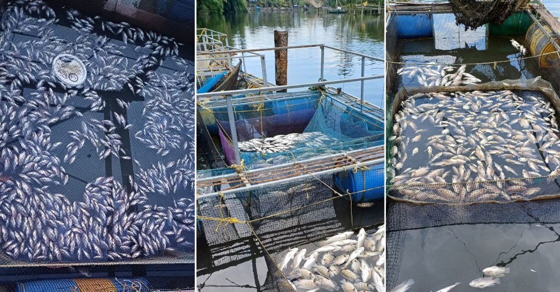 The farmers engaged in cage fish farming have suffered losses to the tune of several lakhs of rupees. Photos: Special arrangement