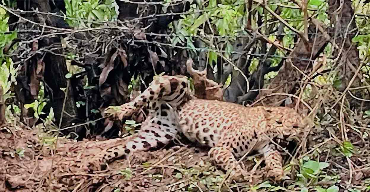 leopard-palakkad Leopard trapped in a barbed wire fence at Vazhapuzha, Kollangode. Photo: Manorama