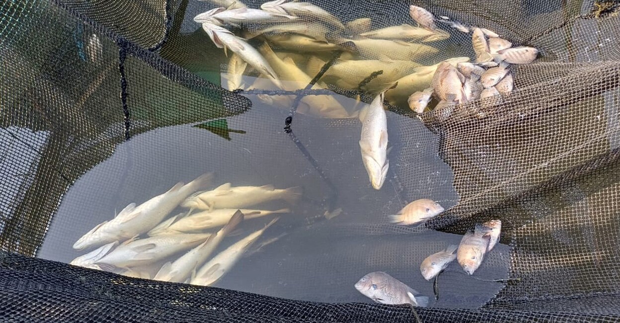 Farmers claim that the Pollution Control Board’s inability to rein in the industrial units has resulted in the tragedy. Photo: Special arrangement