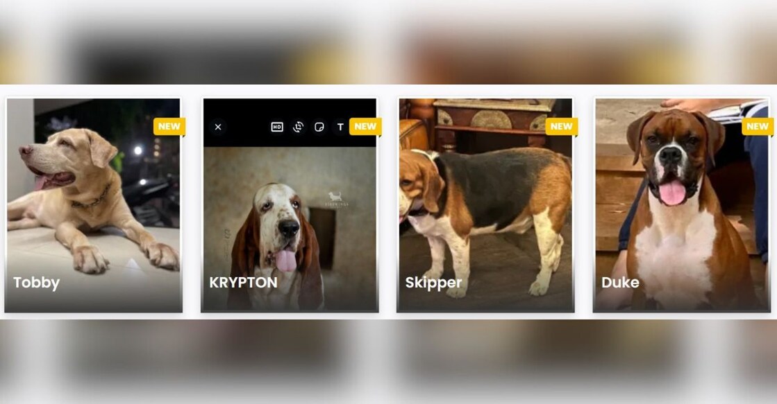 The idea of a website to identify mating partners for dogs and cats sprang from Dr Abin's wish to standardize the breeding programme. Photo: Special Arrangement