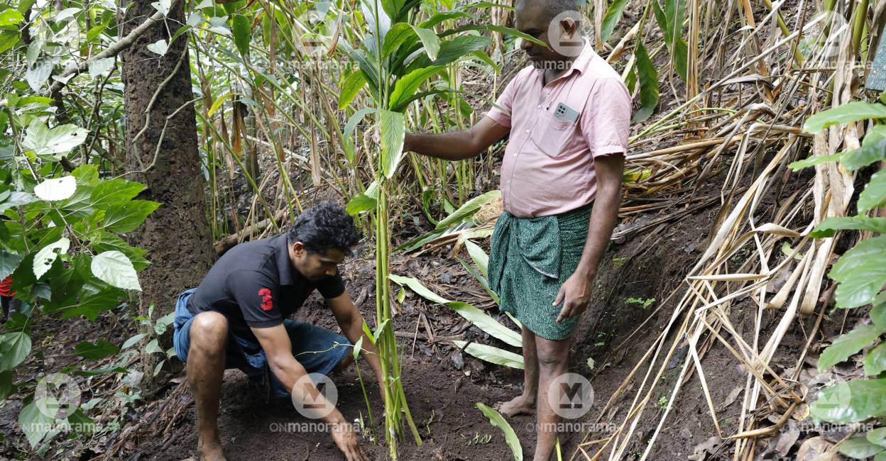 farmers-plant-cardamom Farmers engaged in replanting cardamom at Kattapana. Photo: Vipin Vijayan