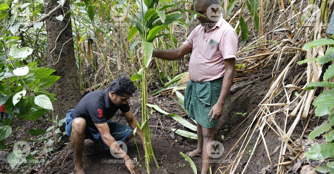 Farmers engaged in replanting cardamom at Kattapana. Photo: Vipin Vijayan