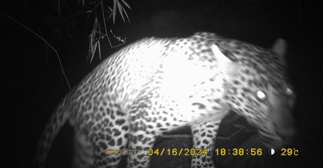 leopard-idukki.jpg