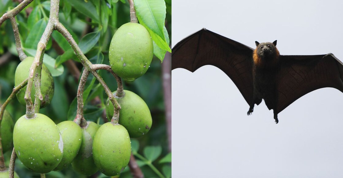 nipah hog plum