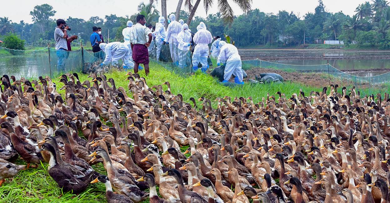 Bird flu: Kerala mandates 10-day quarantine post-exposure, isolation for symptomatic people