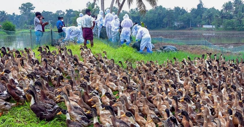 Bird flu: AHD initiates discussions with MLAs and Centre on expert ...