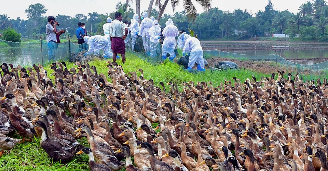 Health officials during culling of H5N1 infected ducks. File Photo: PTI