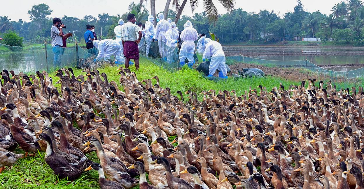 Health officials during culling of H5N1 infected ducks. File Photo: PTI