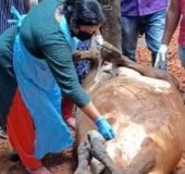 5 cows die after eating 'too much porotta' in Kollam; 9 under treatment