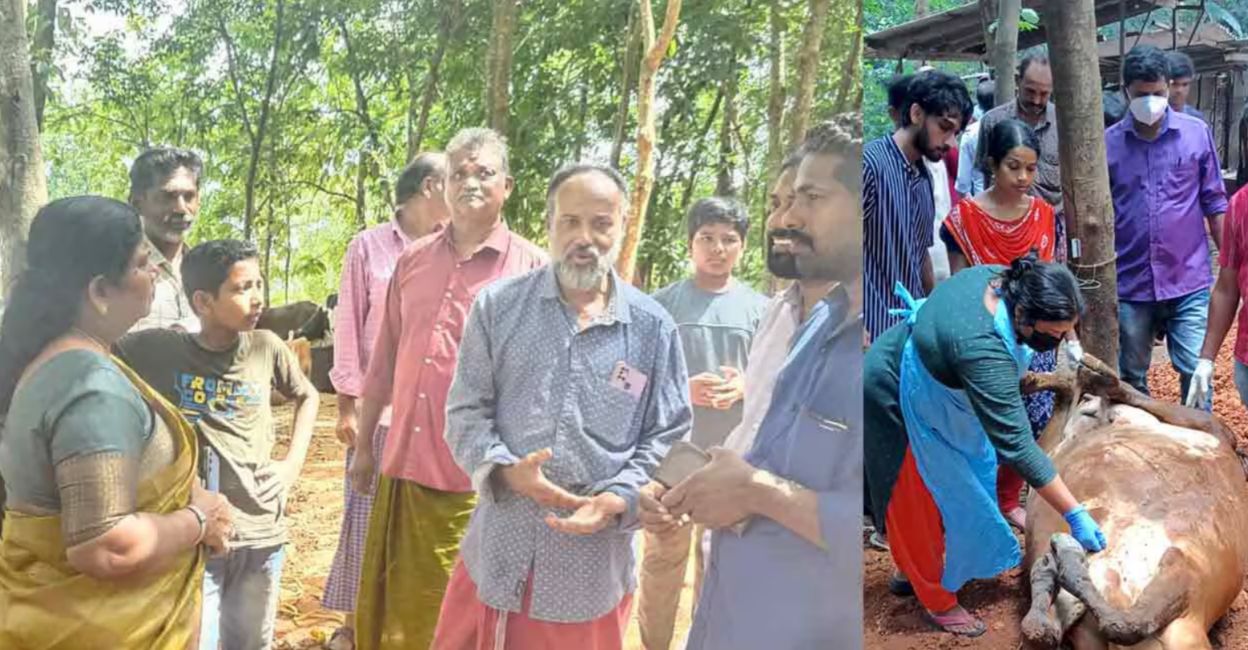 Animal Husbandry Minister J Chinchu Rani visits the farm where the cows died; officials from the Animal Welfare Department inspect a cow. Photo: Manorama Online