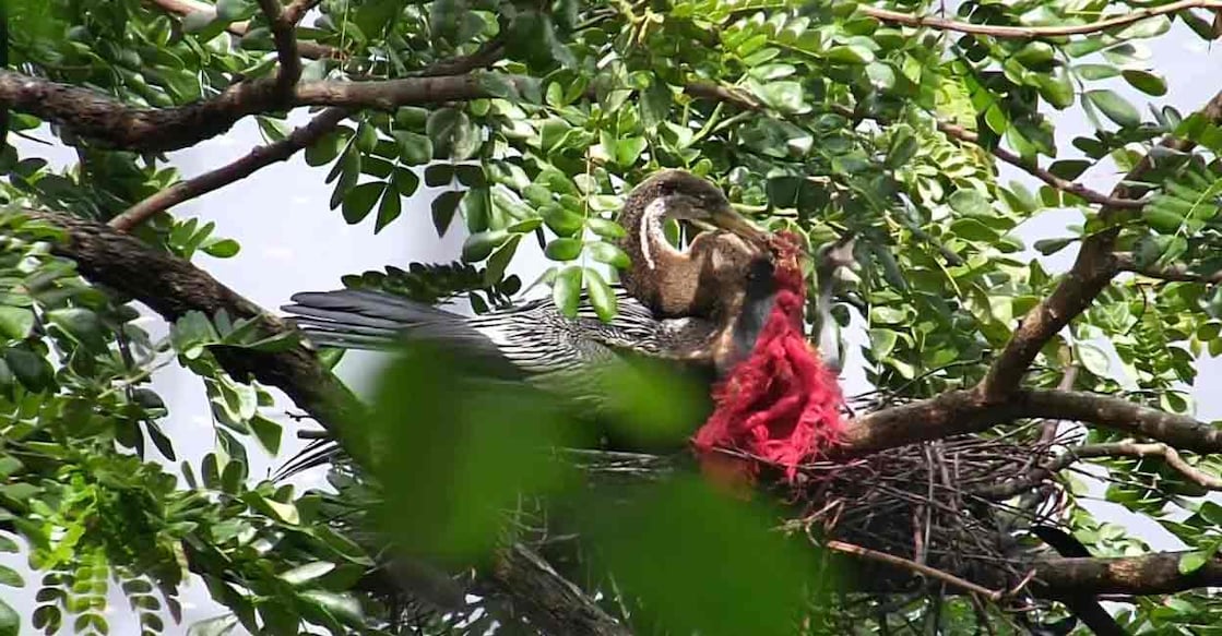 Oriental darters commonly known as snake birds. Photo: Special arrangement