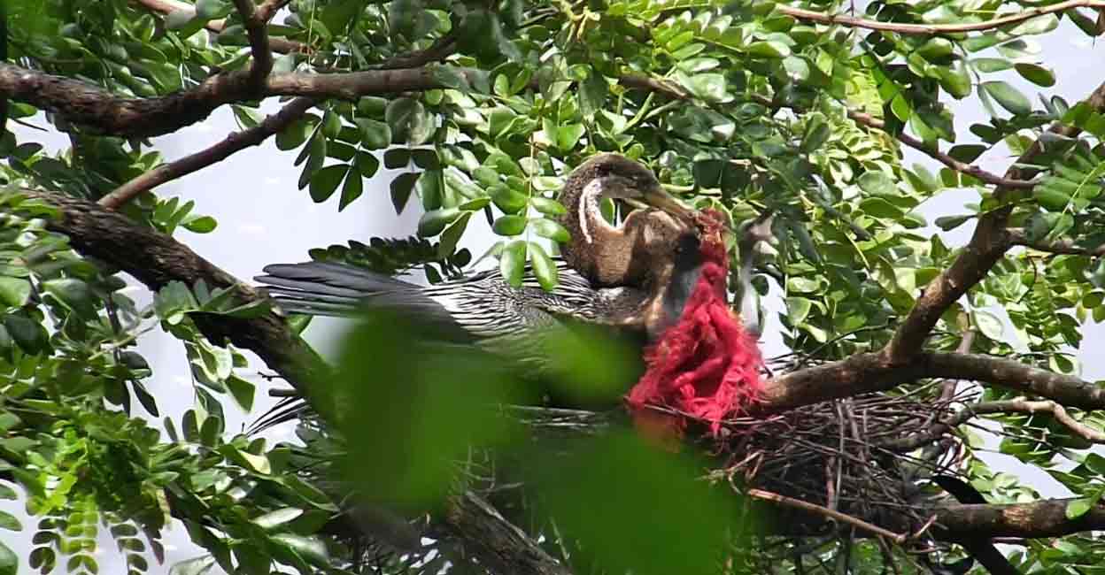 Oriental darters commonly known as snake birds. Photo: Special arrangement