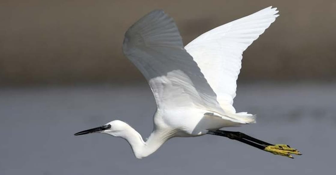 Representational image: IANS