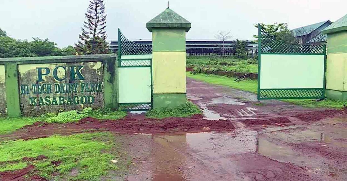 PCK Dairy Farm: Plantation Corporation of Kerala set up a mechanised dairy farm with an investment of Rs 5.54 crore in 2016 but it never found its feet. Photo: Special arrangement