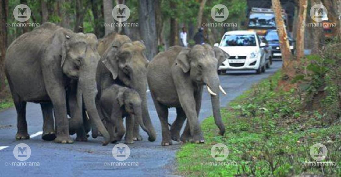 elephant-herd-wayanad