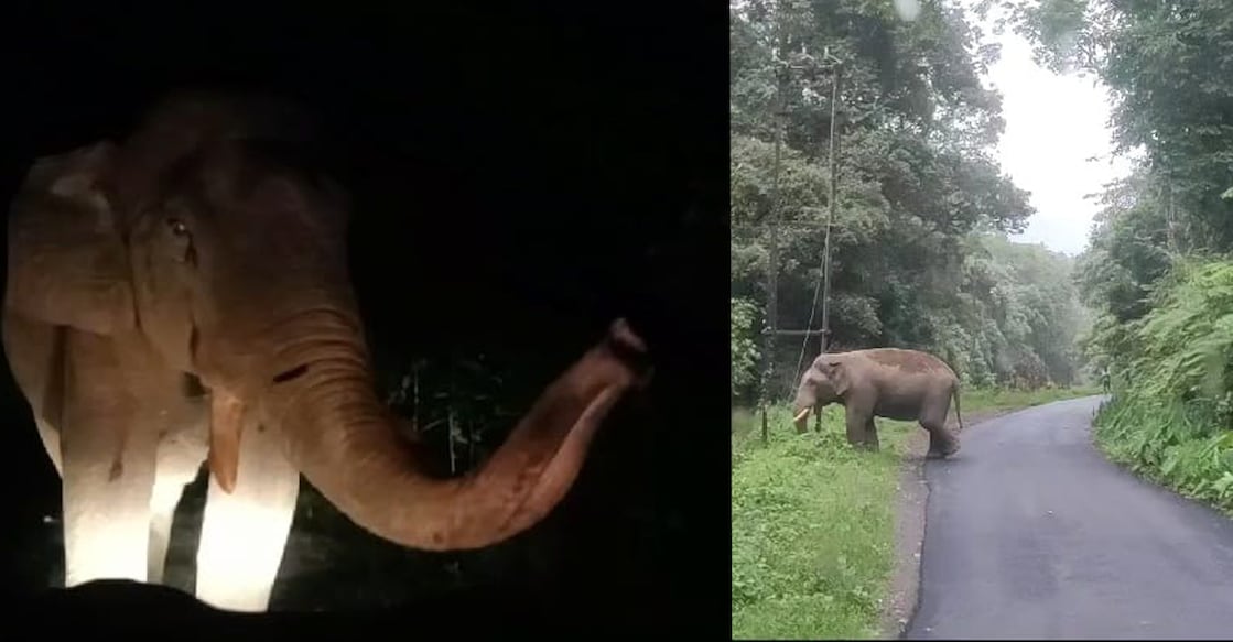 Kabali elephant Kabali blocked an ambulance at 10 pm and a KSRTC bus at 5 pm on the same day. Photo: Special Arrangement.