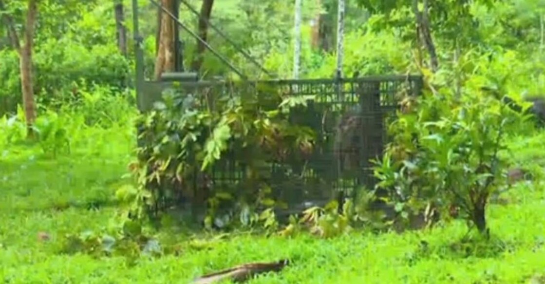 Cage trap set by forest department. Photo: Screengrab/ Manorama News